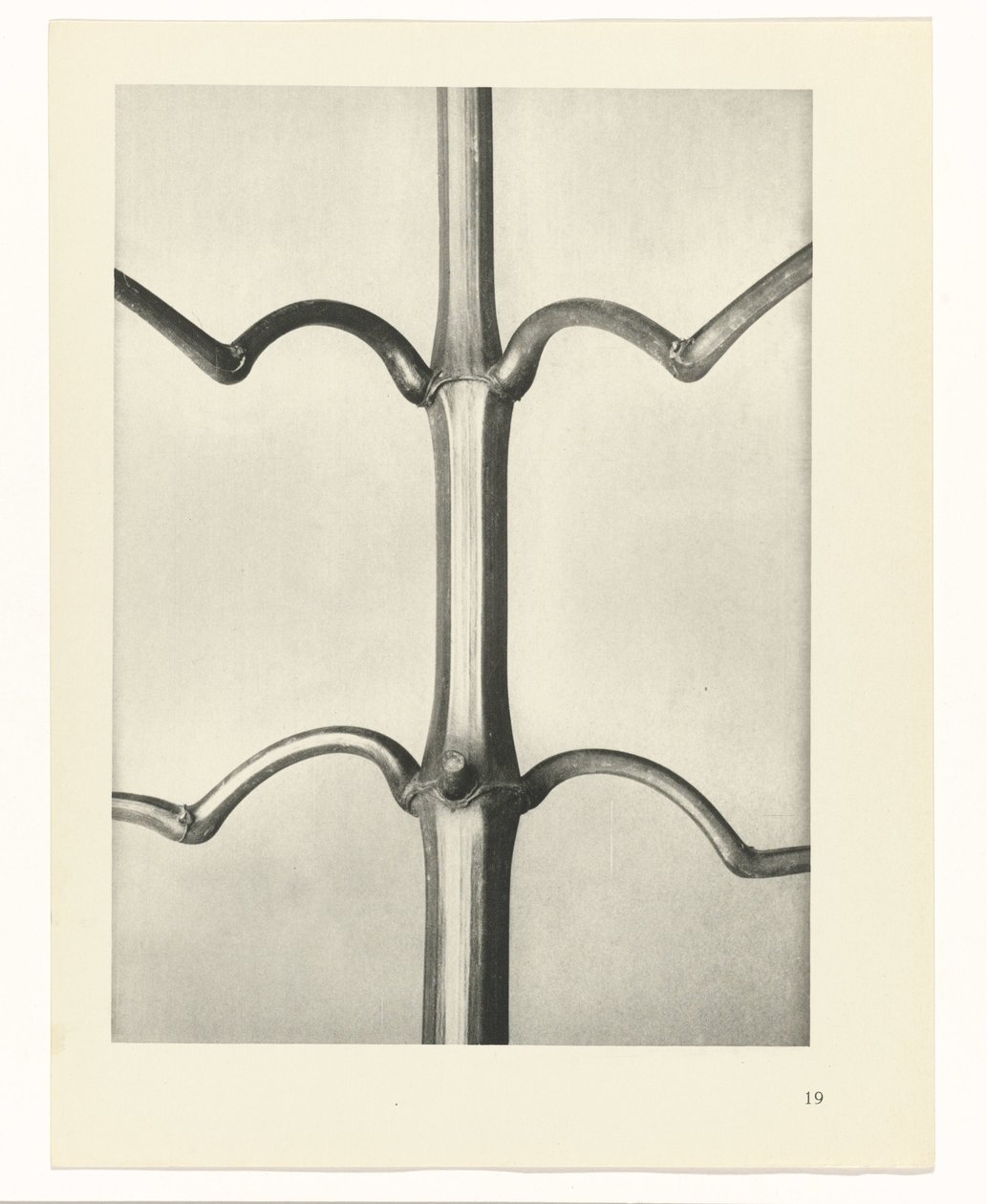 planejar estudo Arquétipos da Arte (título da série) de Karl Blossfeldt