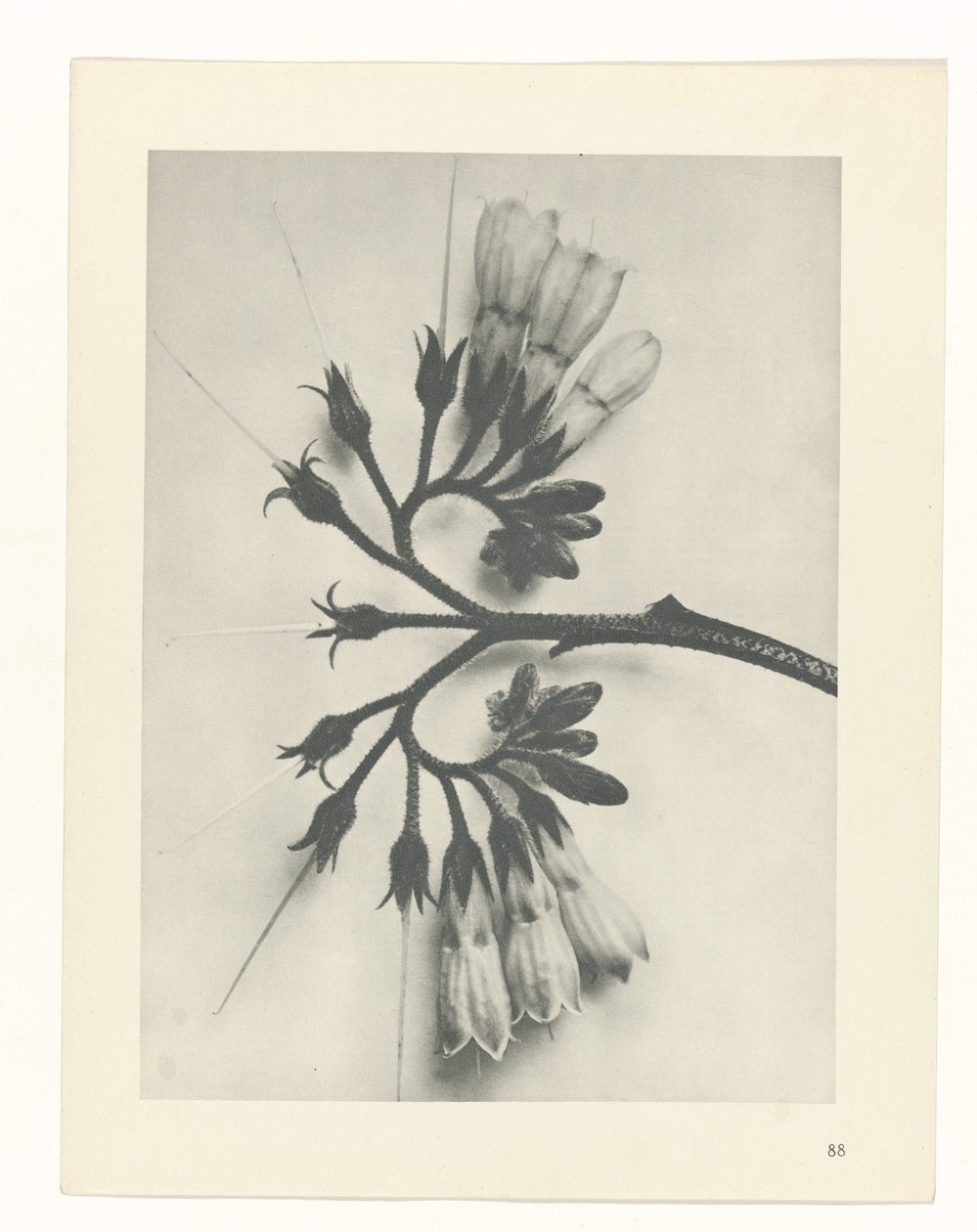 Estudo das plantas
Arquétipos de Arte (título da série) de Karl Blossfeldt