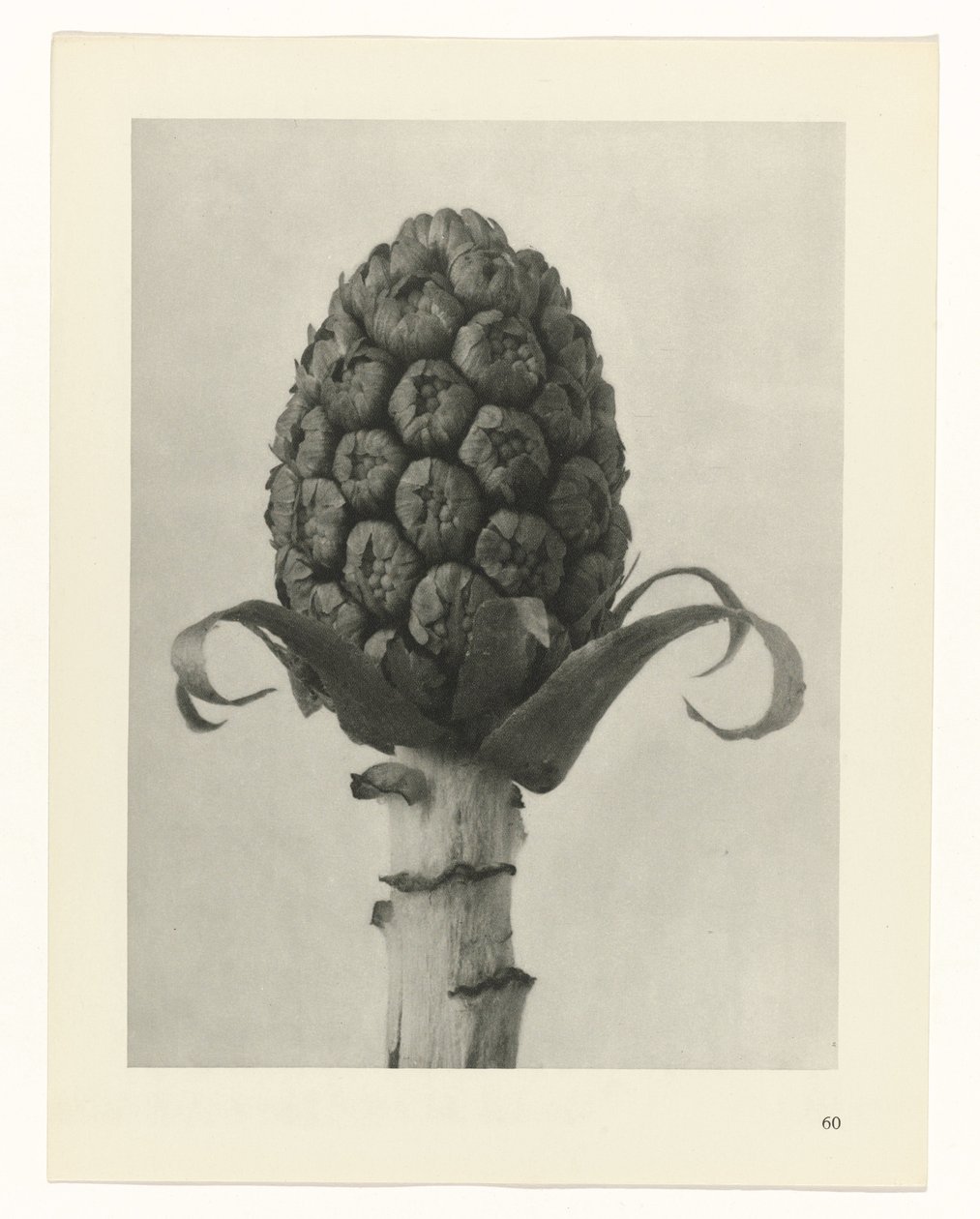 planejar estudo Arquétipos da Arte (título da série) de Karl Blossfeldt