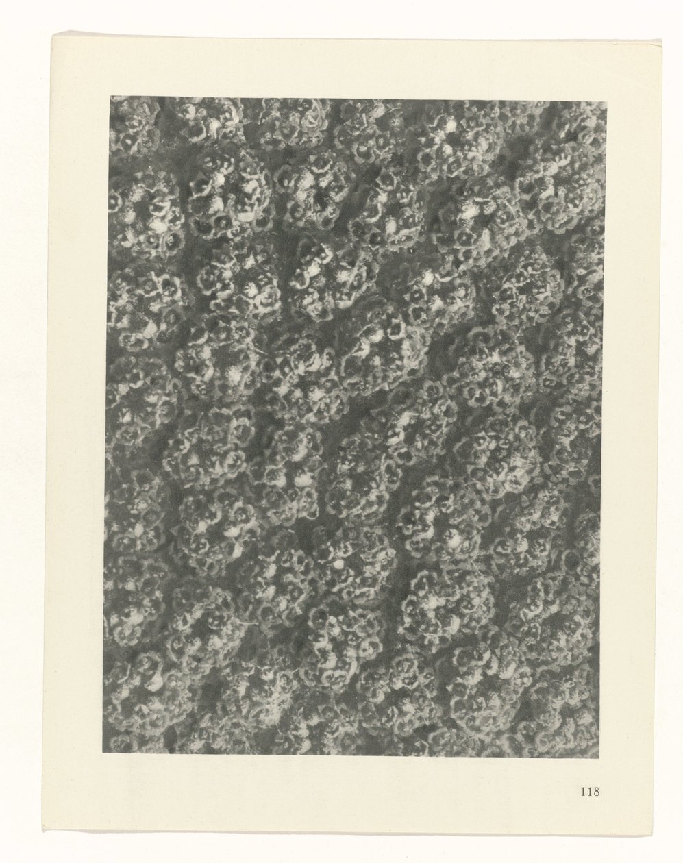 planejar estudo Arquétipos da Arte (título da série) de Karl Blossfeldt
