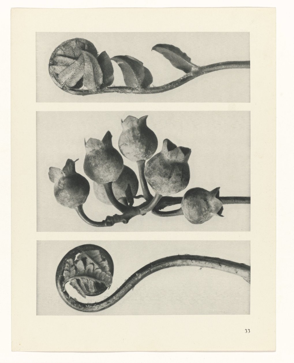 Estudo das plantas
Arquétipos de Arte (título da série) de Karl Blossfeldt