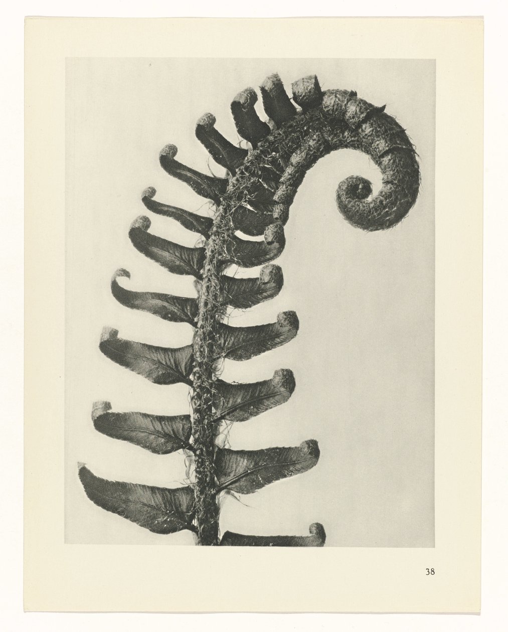 planejar estudo Arquétipos da Arte (título da série) de Karl Blossfeldt