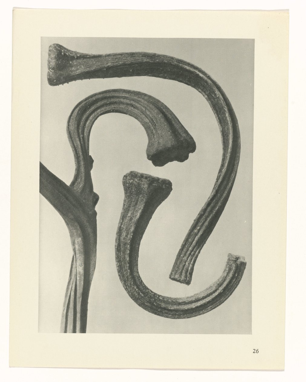 planejar estudo Arquétipos da Arte (título da série) de Karl Blossfeldt