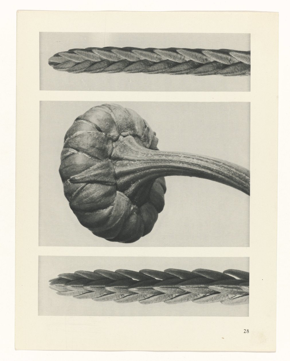 Estudo das plantas
Arquétipos de Arte (título da série) de Karl Blossfeldt