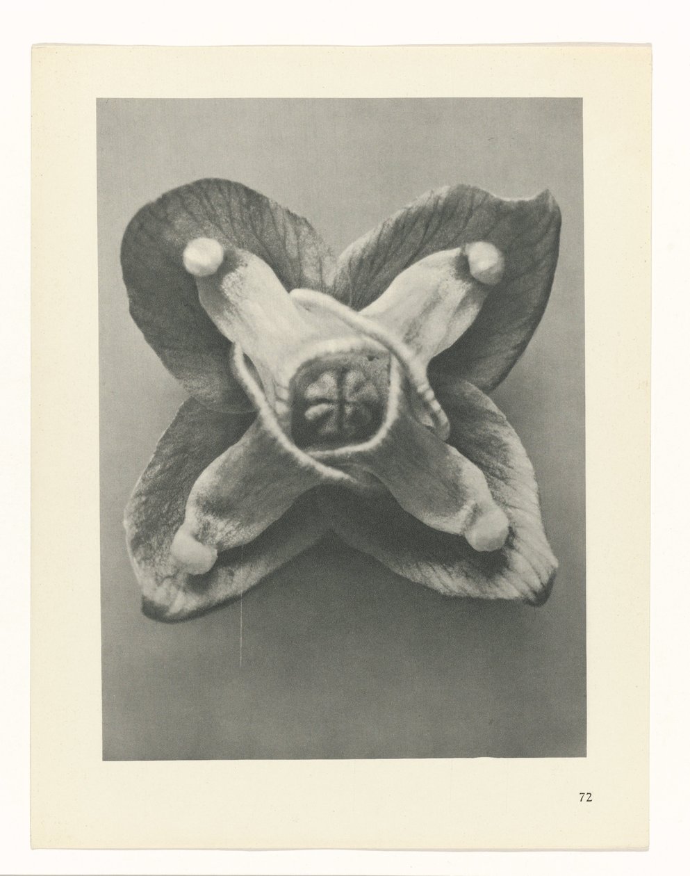 Estudo das plantas
Arquétipos de Arte (título da série) de Karl Blossfeldt