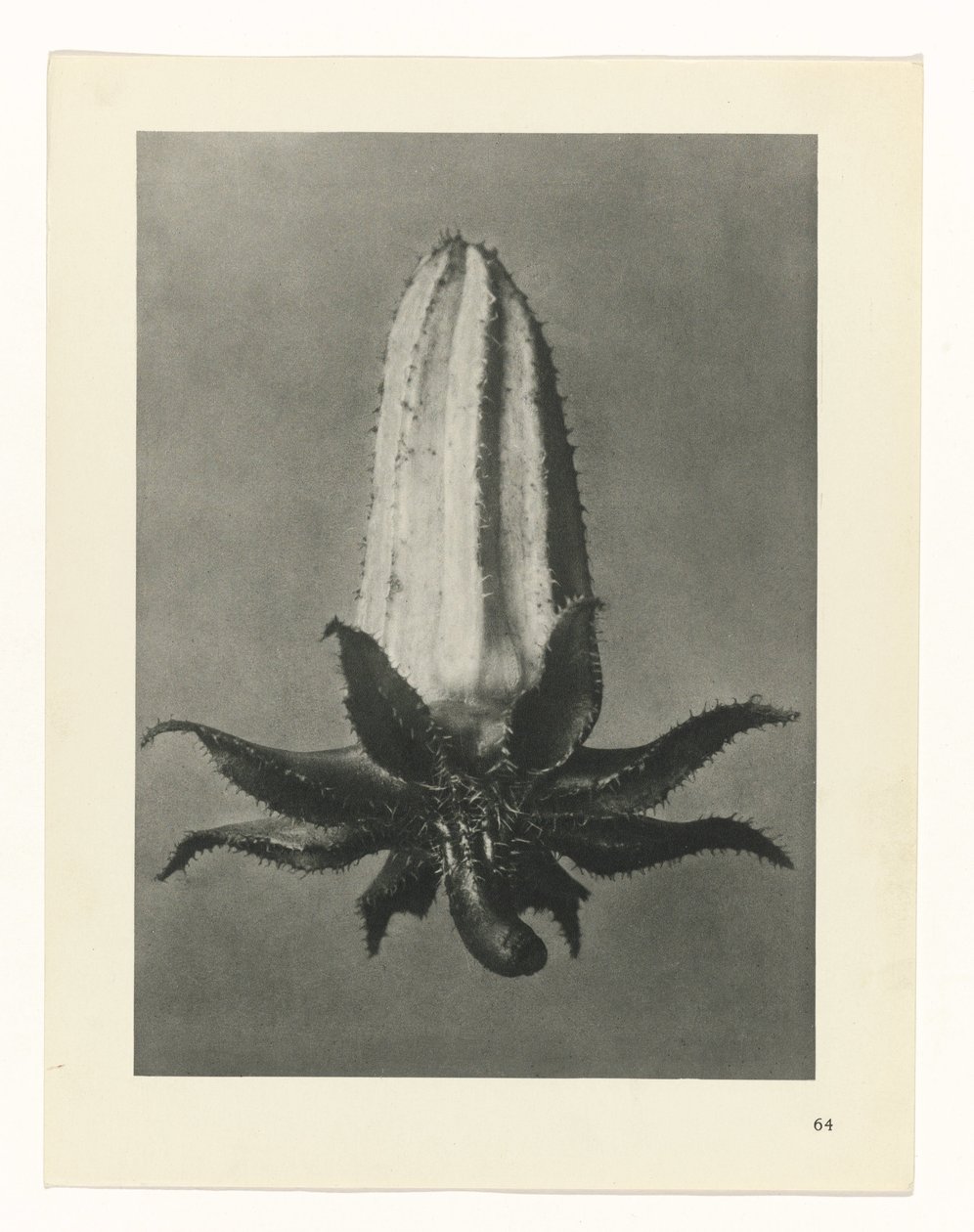 Estudo das plantas
Arquétipos de Arte (título da série) de Karl Blossfeldt