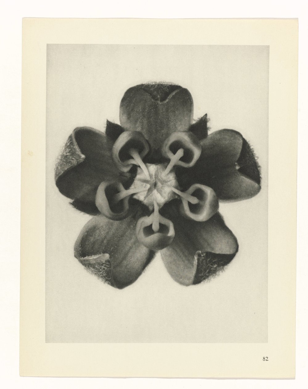 Estudo das plantas
Arquétipos de Arte (título da série) de Karl Blossfeldt