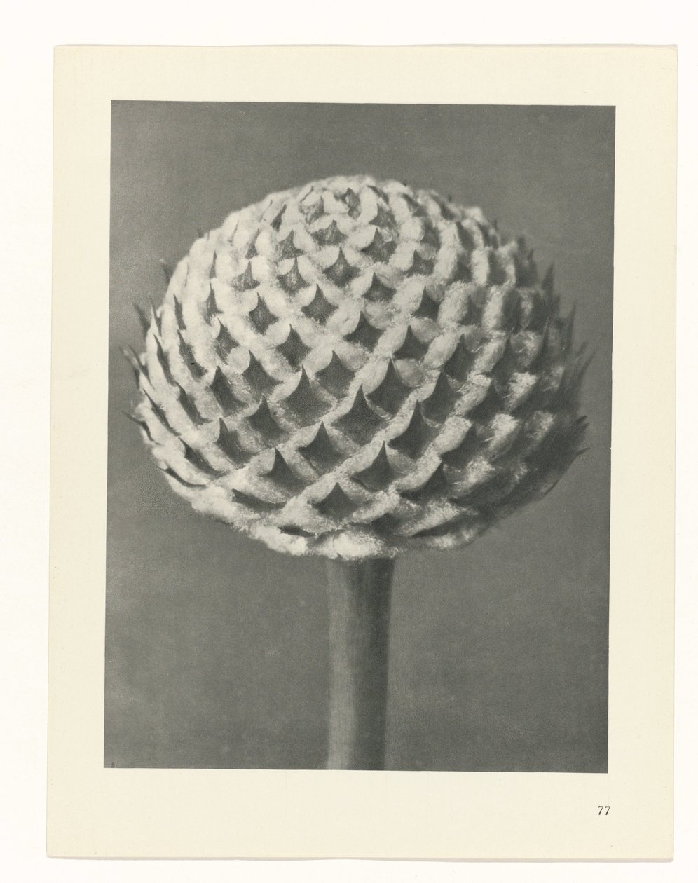 Estudo das plantas
Arquétipos de Arte (título da série) de Karl Blossfeldt