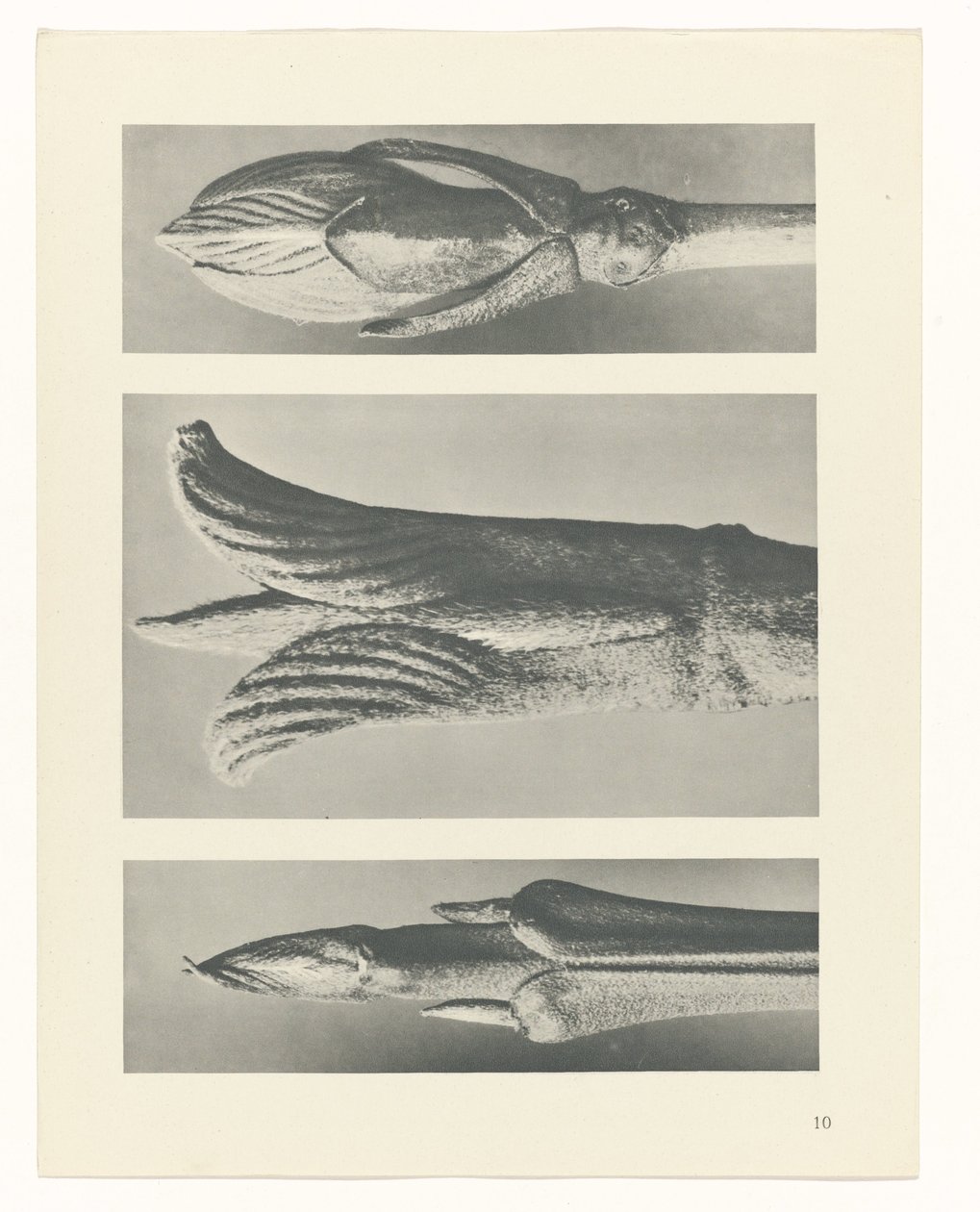 Estudo das plantas
Arquétipos de Arte (título da série) de Karl Blossfeldt