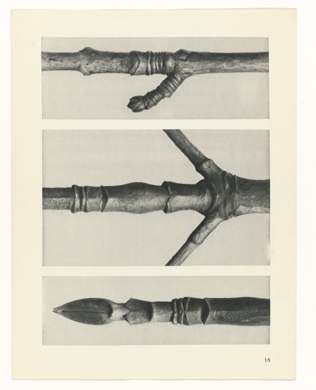 Estudo das plantas
Arquétipos de Arte (título da série) de Karl Blossfeldt