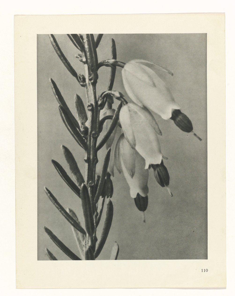 Estudo das plantas
Arquétipos de Arte (título da série) de Karl Blossfeldt