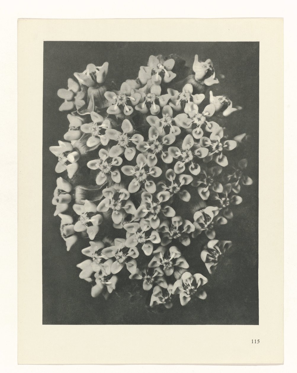 planejar estudo Arquétipos da Arte (título da série) de Karl Blossfeldt
