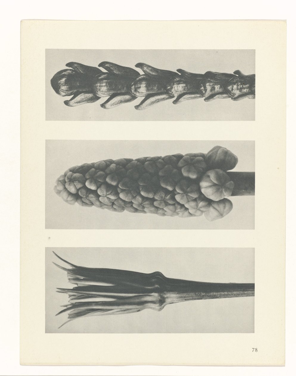 Estudo das plantas
Arquétipos de Arte (título da série) de Karl Blossfeldt