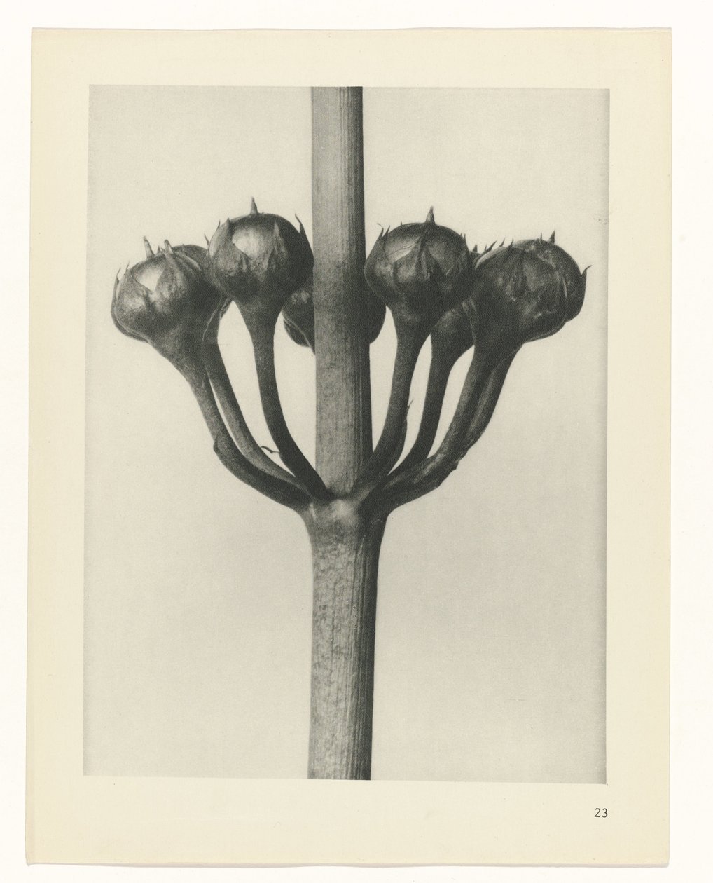 Estudo das plantas
Arquétipos de Arte (título da série) de Karl Blossfeldt