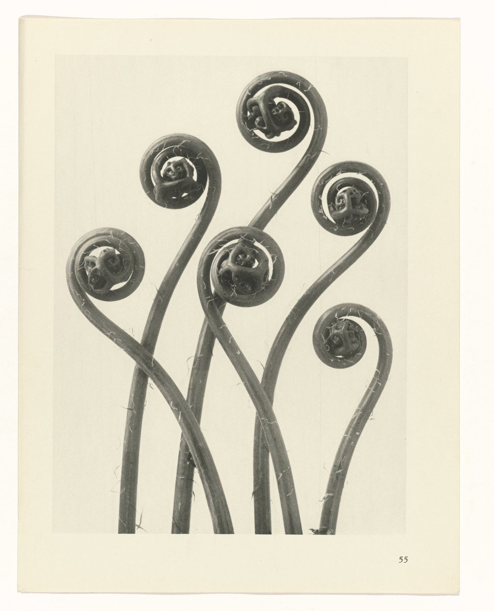 planejar estudo Arquétipos da Arte (título da série) de Karl Blossfeldt