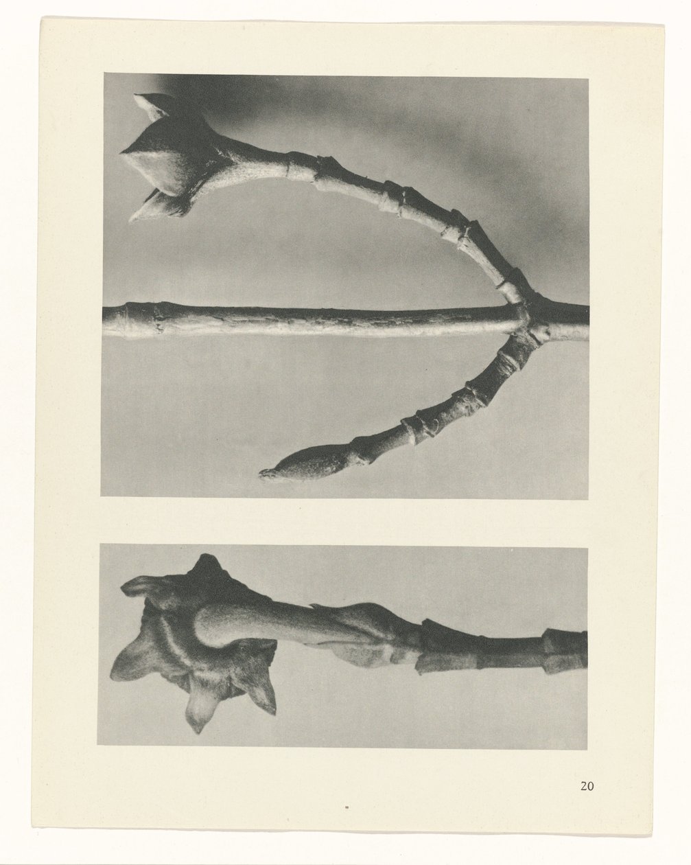 planejar estudo Arquétipos da Arte (título da série) de Karl Blossfeldt