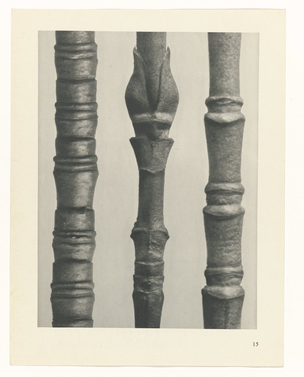 planejar estudo Arquétipos da Arte (título da série) de Karl Blossfeldt