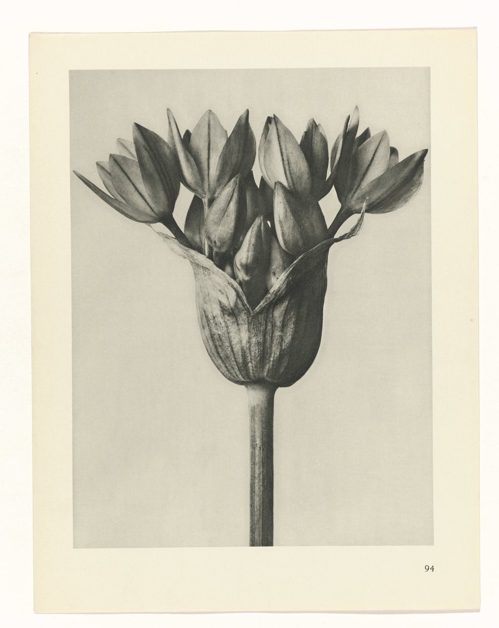 planejar estudo Arquétipos da Arte (título da série) de Karl Blossfeldt