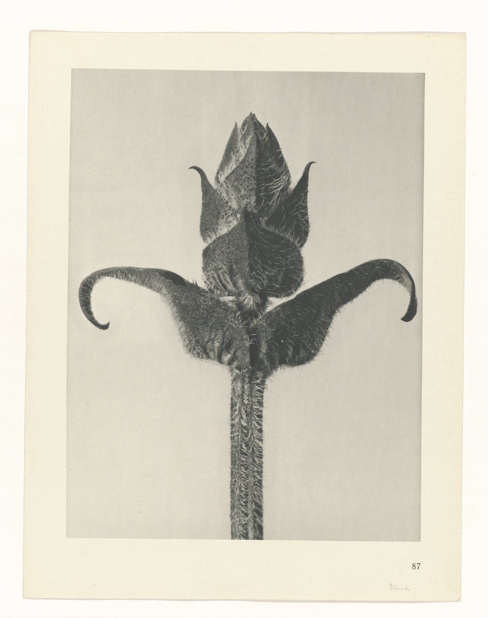 Estudo das plantas
Arquétipos de Arte (título da série) de Karl Blossfeldt