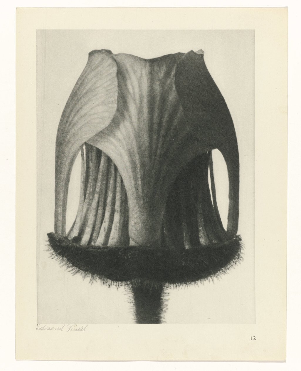 Estudo das plantas
Arquétipos de Arte (título da série) de Karl Blossfeldt
