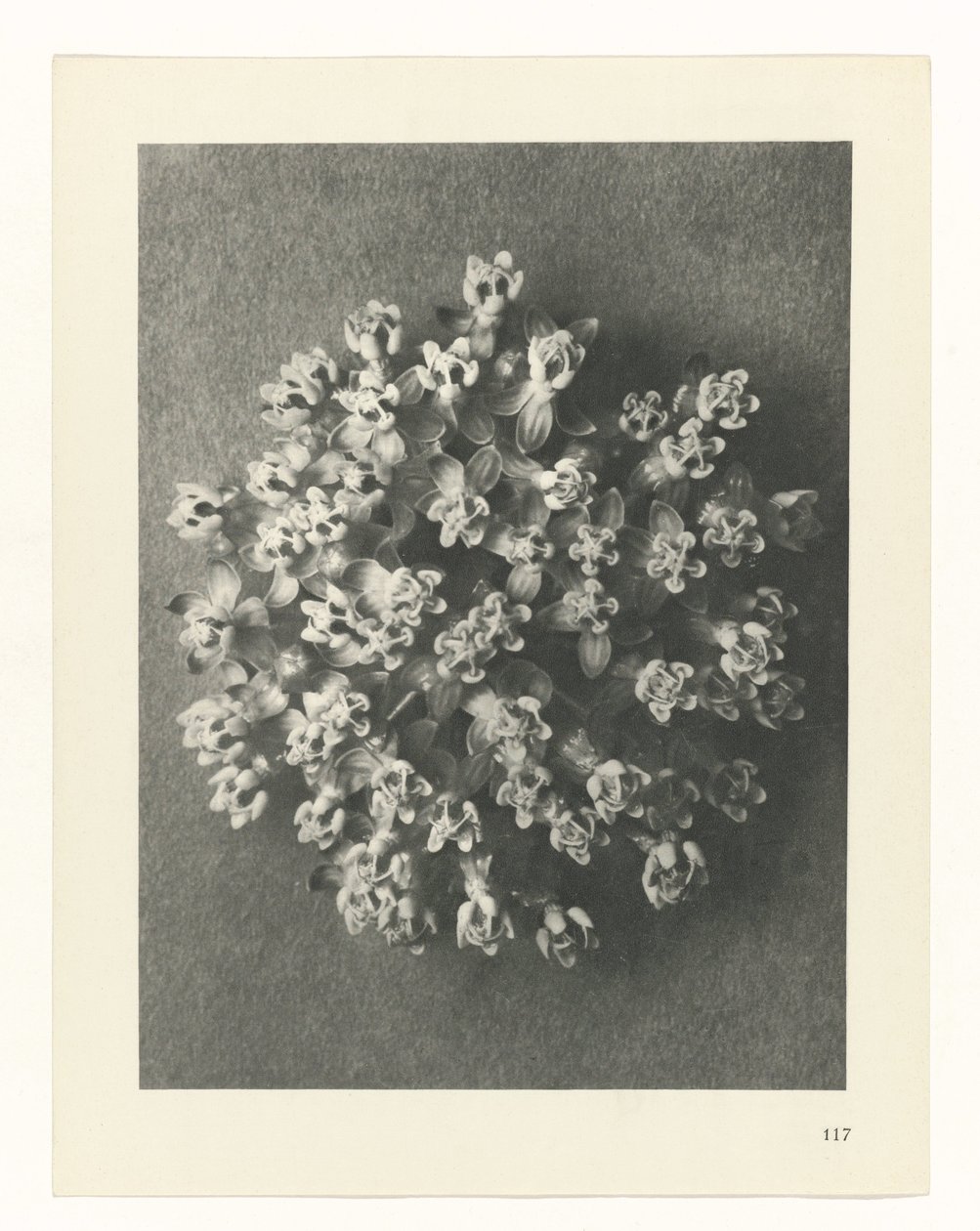 Estudo das plantas
Arquétipos de Arte (título da série) de Karl Blossfeldt