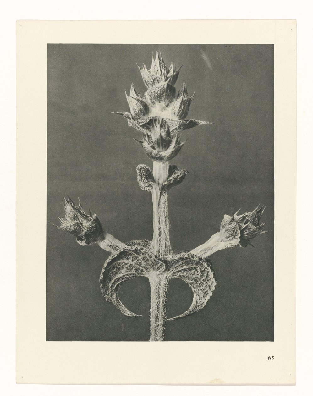 planejar estudo Arquétipos da Arte (título da série) de Karl Blossfeldt