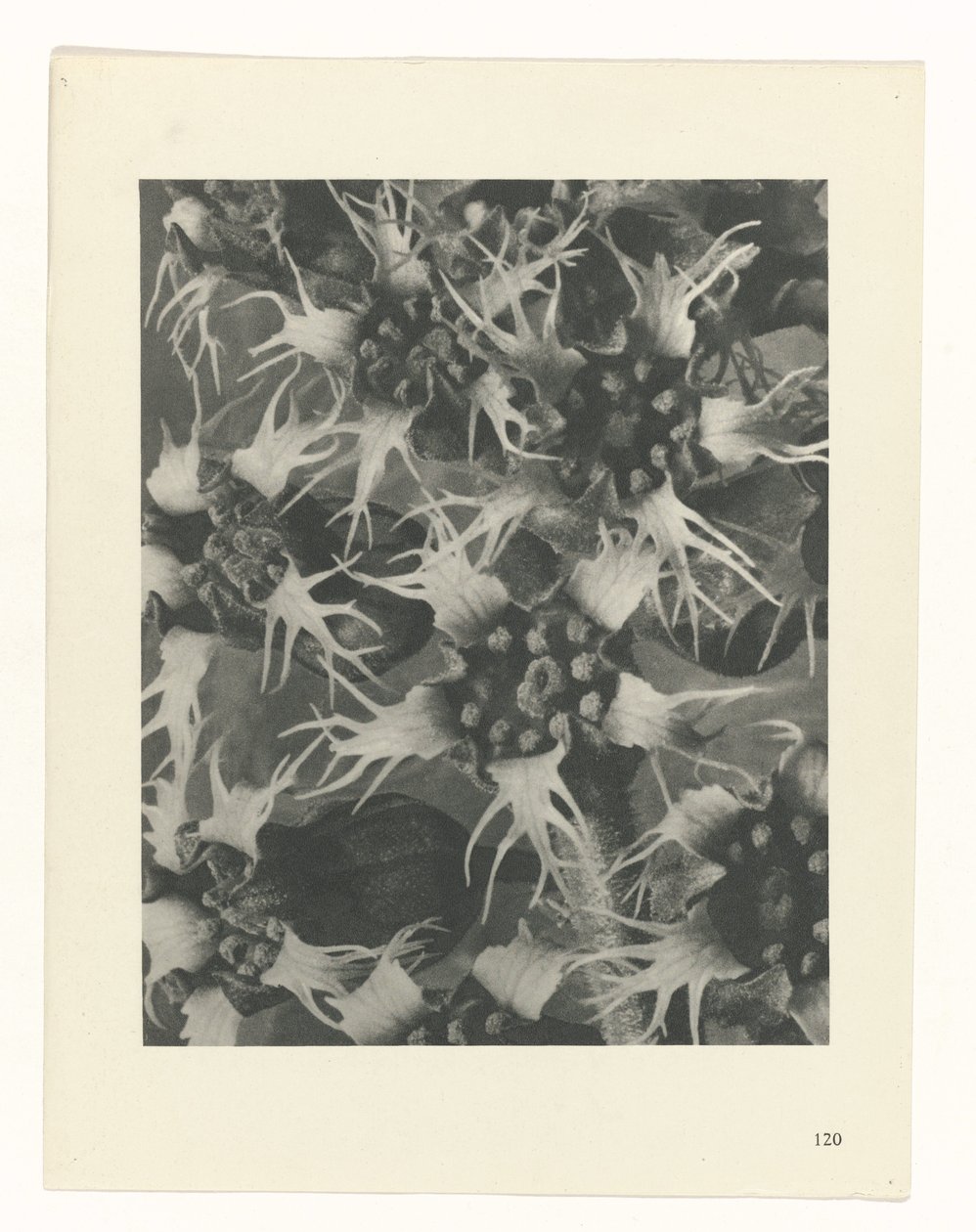 planejar estudo Arquétipos da Arte (título da série) de Karl Blossfeldt