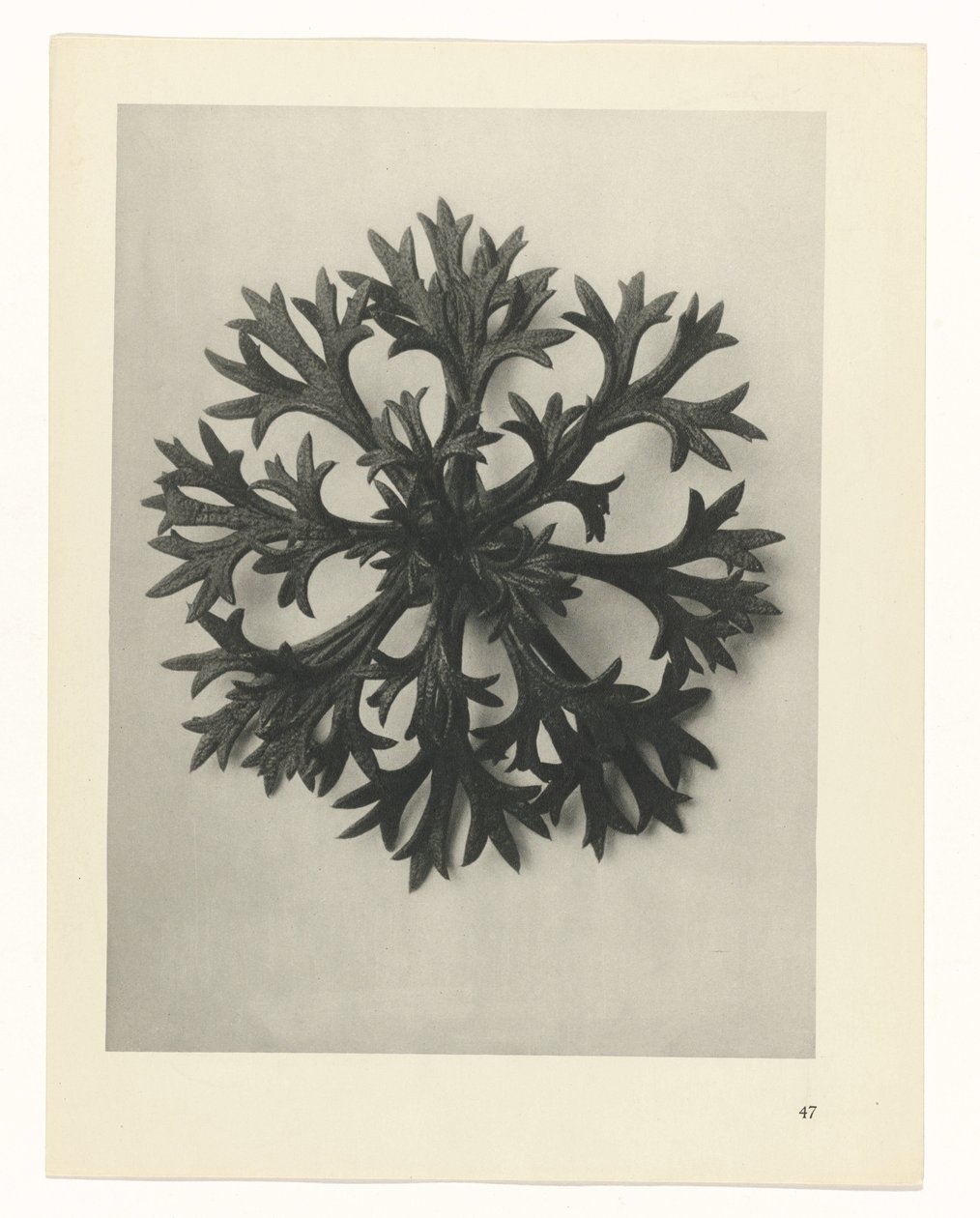 planejar estudo Arquétipos da Arte (título da série) de Karl Blossfeldt