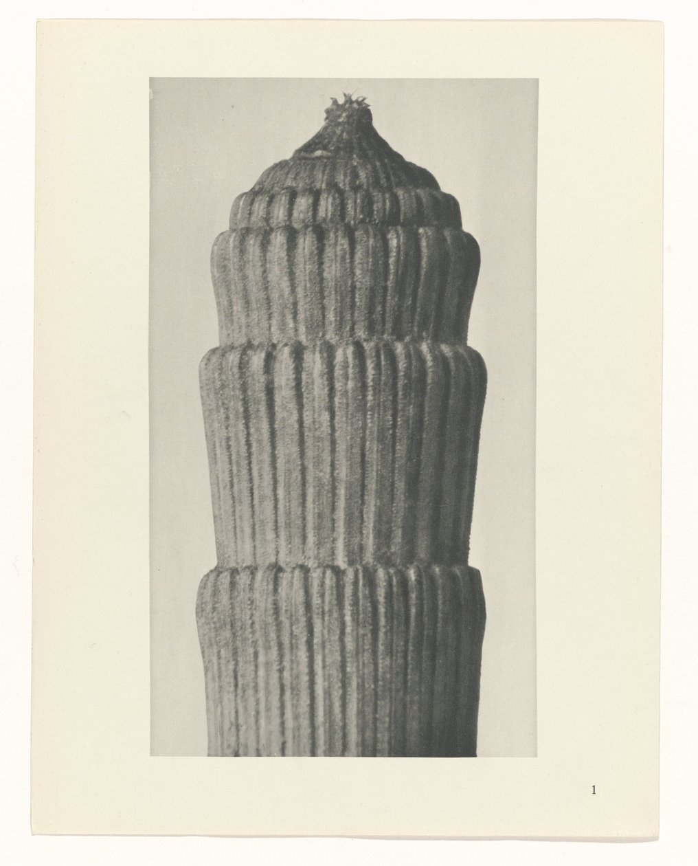 Estudo do plano, Equisetum hiemale Arquétipos da Arte (título da série) de Karl Blossfeldt