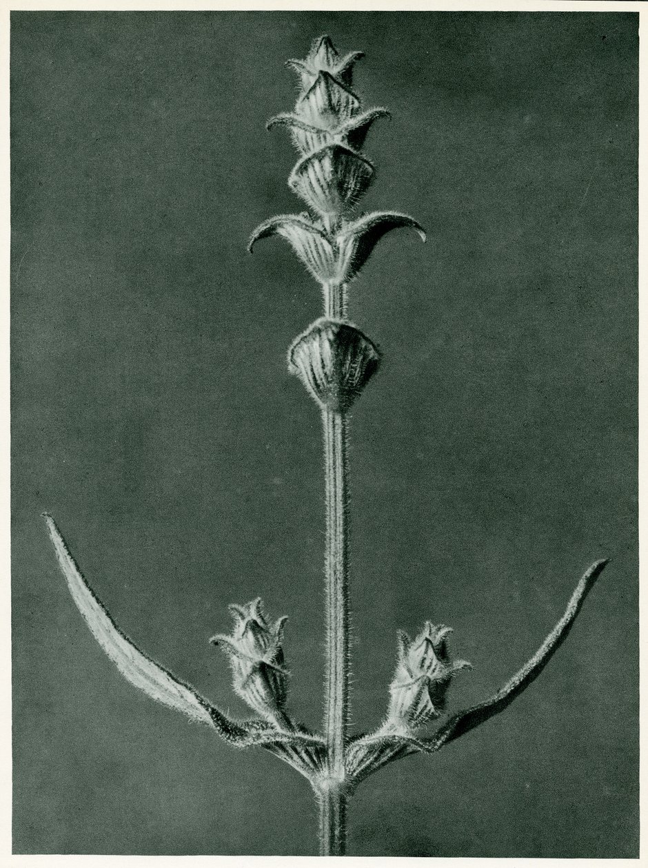 Salvia, 1929 (fotogravação) de Karl Blossfeldt