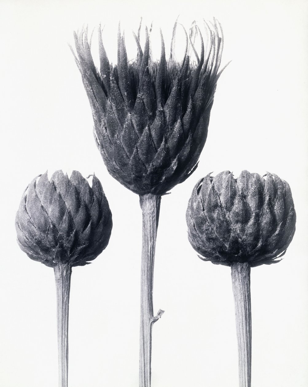 Serratula Nudicaulis (Sawwort comum de caule descoberto), c.1928 (impressão de prata de gelatina) de Karl Blossfeldt