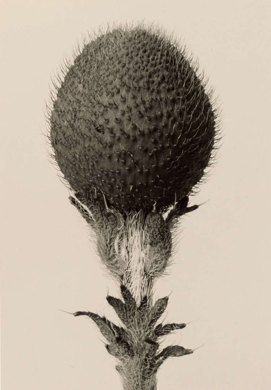 [Planta bulbosa espinhosa] de Karl Blossfeldt