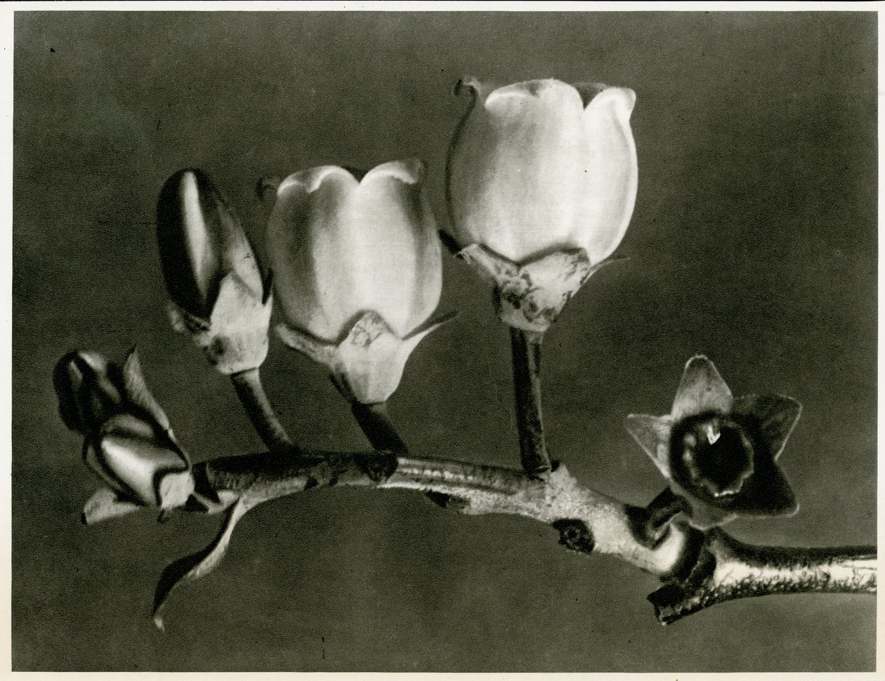 Vaccinium Corymbosum. 1929 (fotogravura) de Karl Blossfeldt