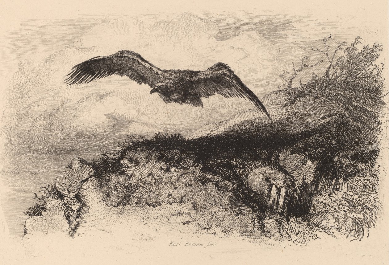 Águia em voo. de Karl Bodmer
