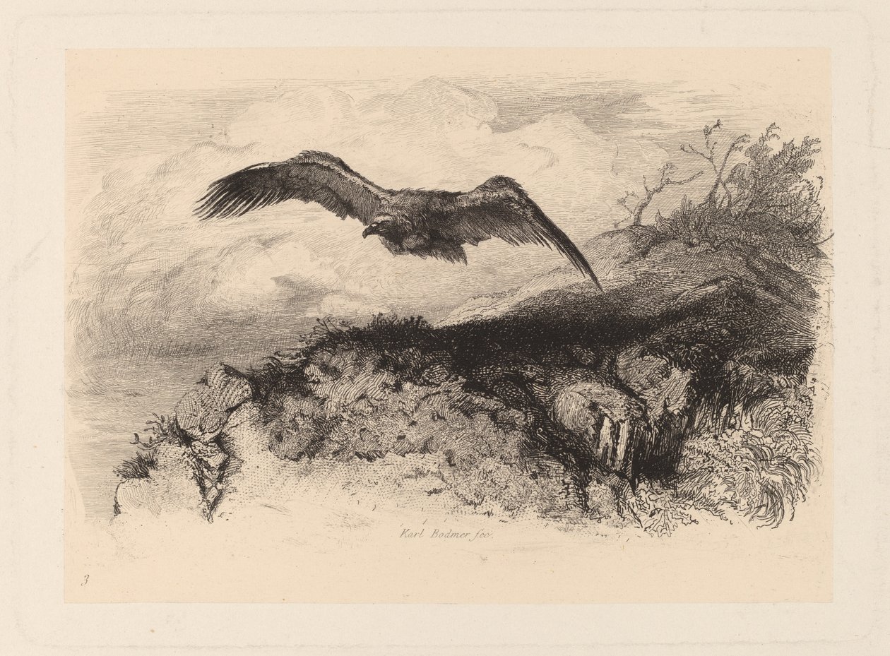 águia voadora de Karl Bodmer
