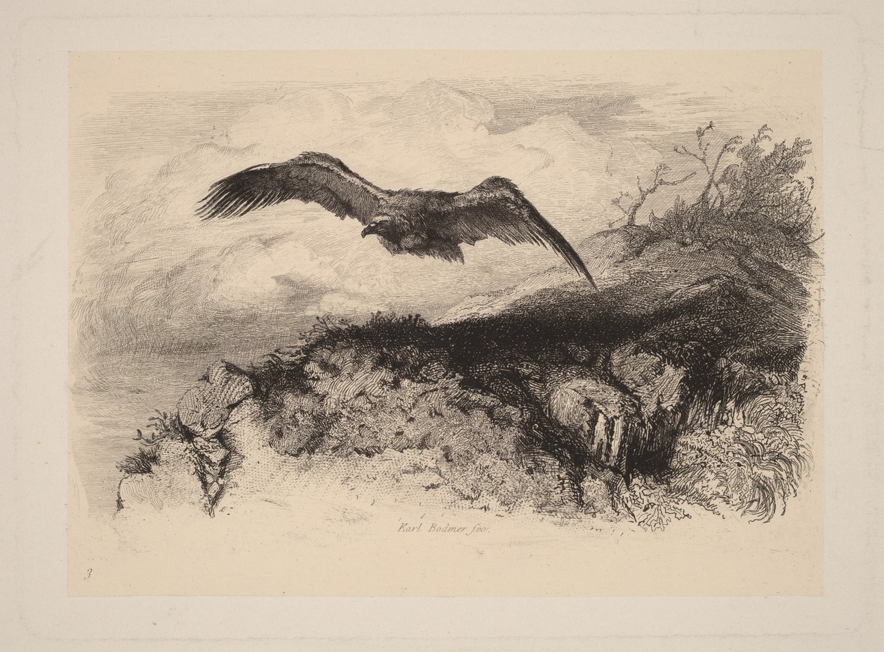 Águia em voo de Karl Bodmer