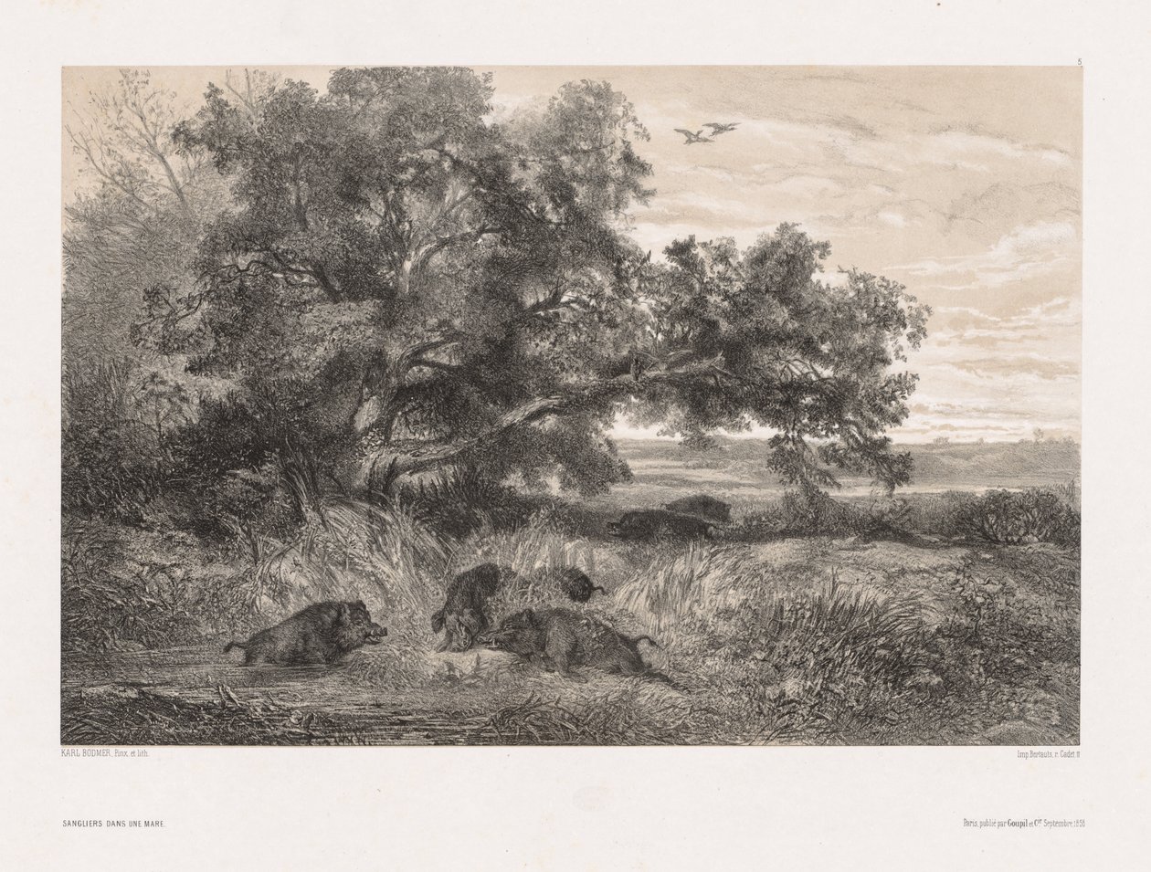 Animais e paisagem depois da natureza: Javali em uma lagoa, c. 1850 de Karl Bodmer