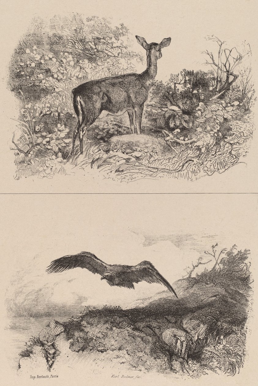 Corça, Águia. de Karl Bodmer