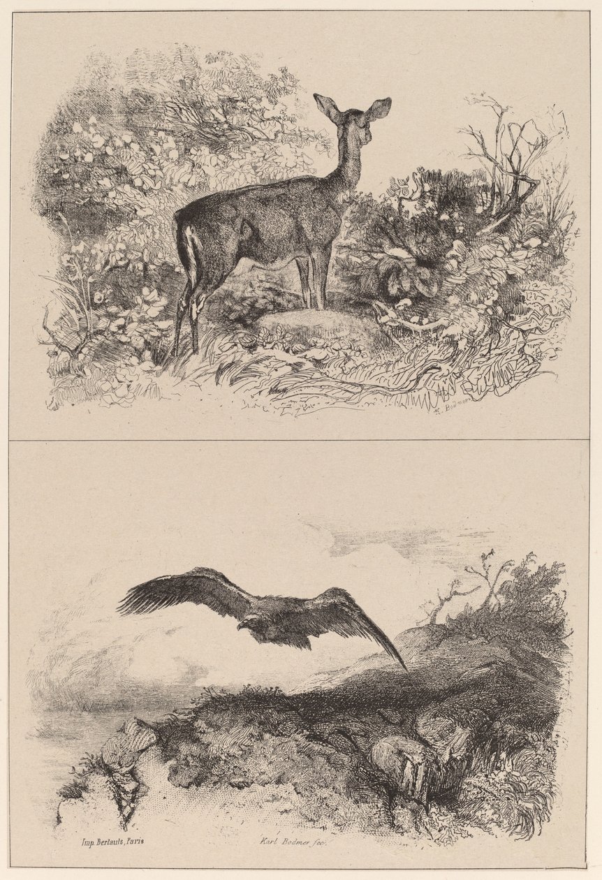 Bicha, Águia de Karl Bodmer