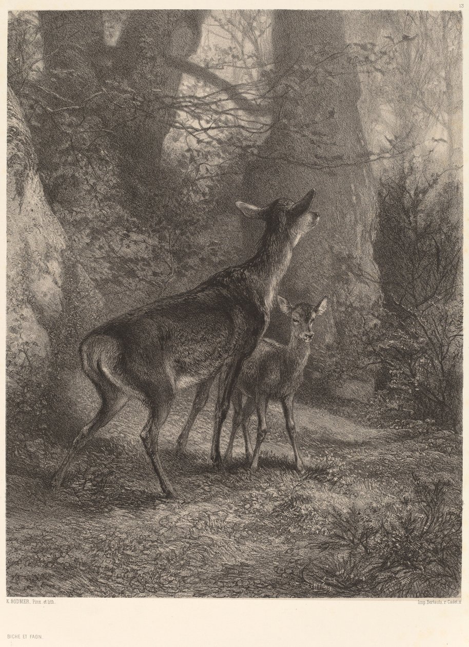Corça e Fawn de Karl Bodmer