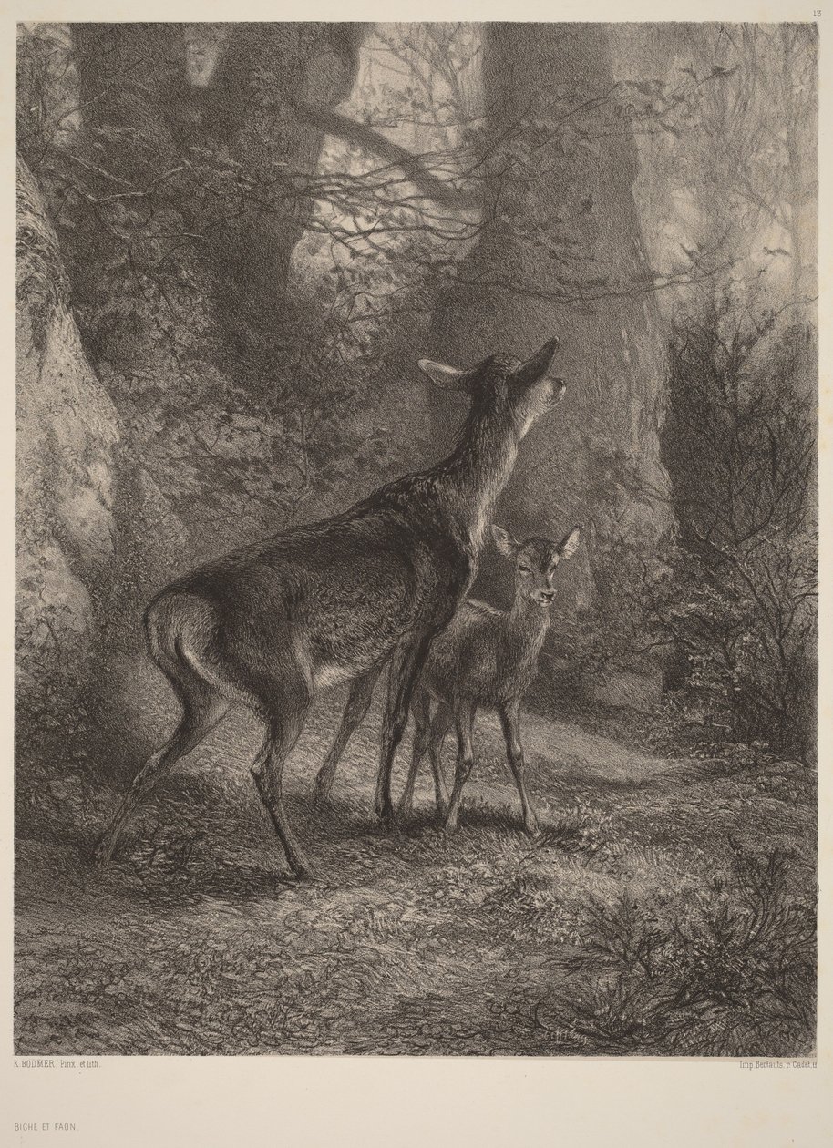 Cerva e filhote de Karl Bodmer