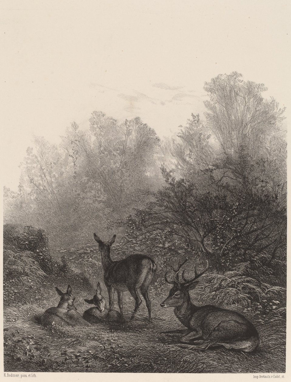 Corças em repouso. de Karl Bodmer