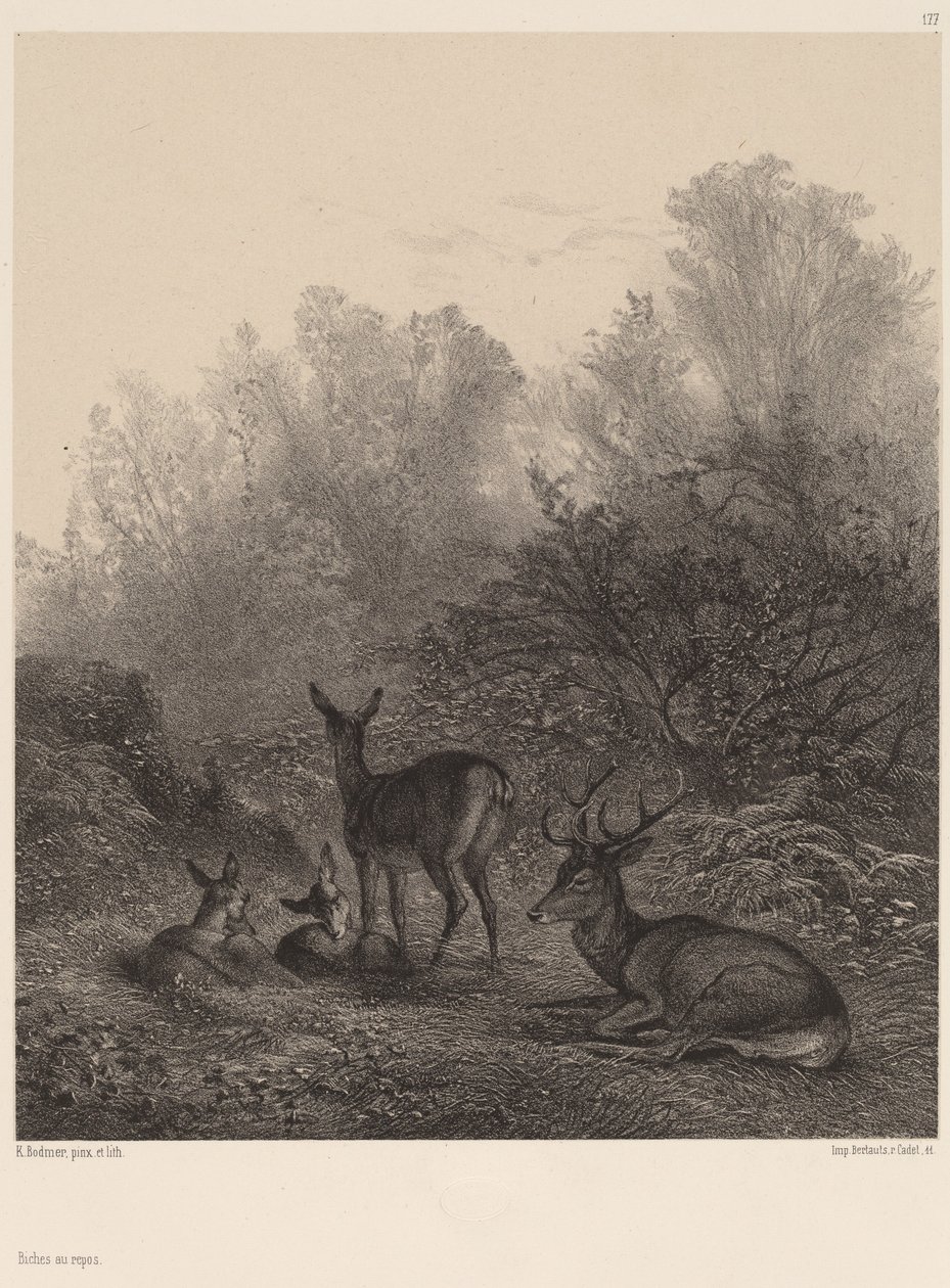 Corças em repouso. de Karl Bodmer