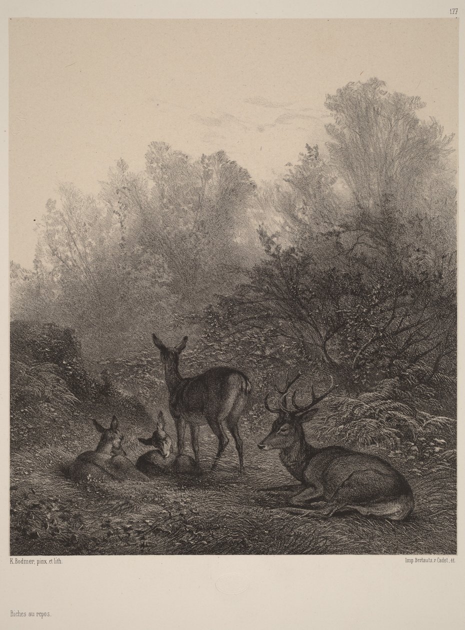 Cervas em repouso de Karl Bodmer