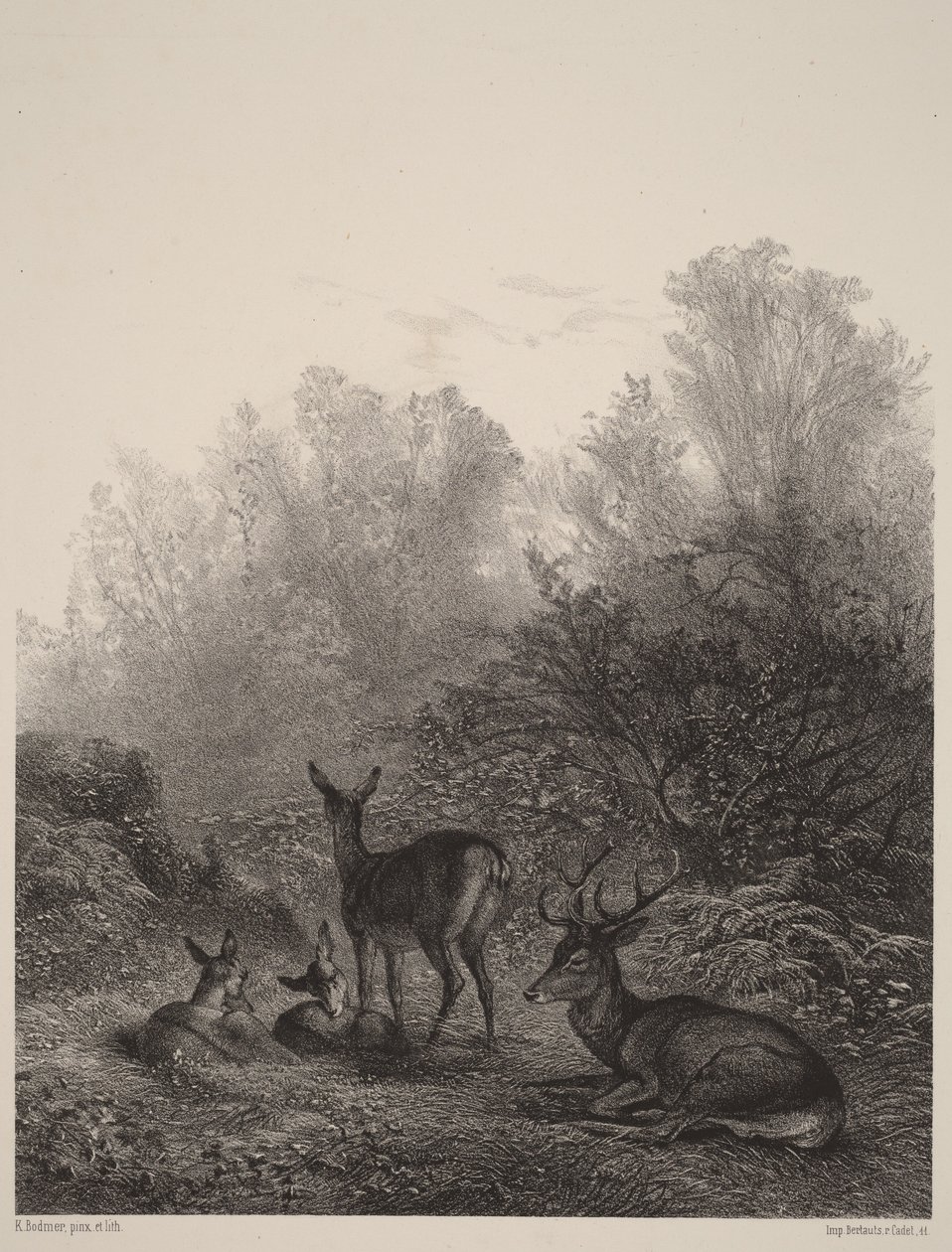 Cervas em repouso de Karl Bodmer