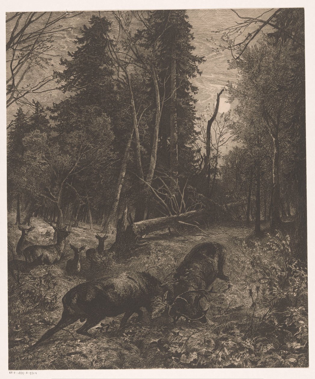 Vista da floresta com dois veados lutando de Karl Bodmer