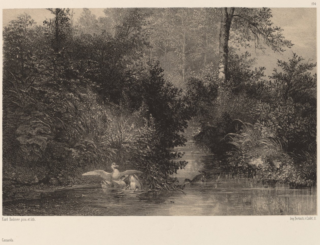 Canards. de Karl Bodmer
