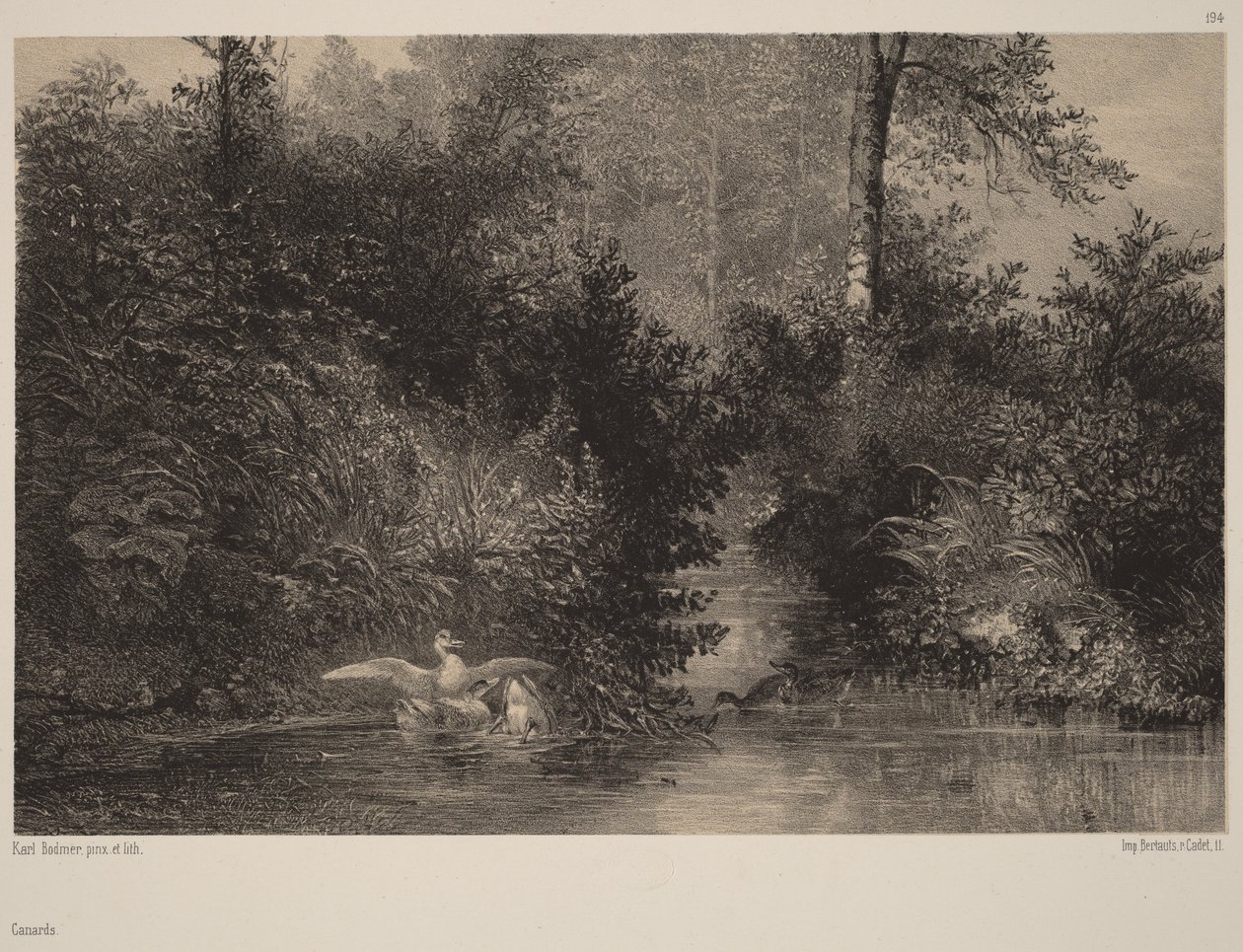 Patos de Karl Bodmer