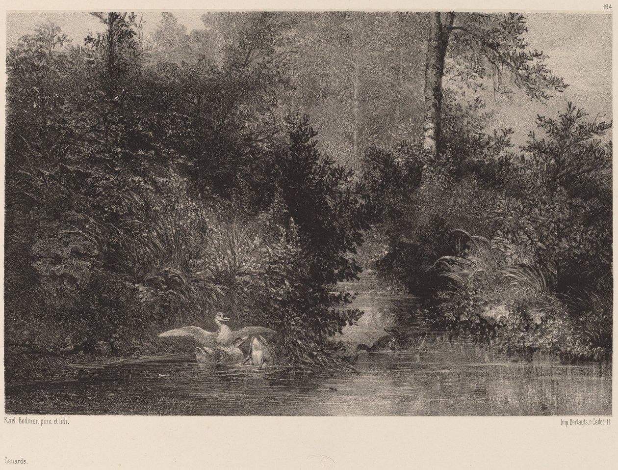 Patos, 18611866. de Karl Bodmer
