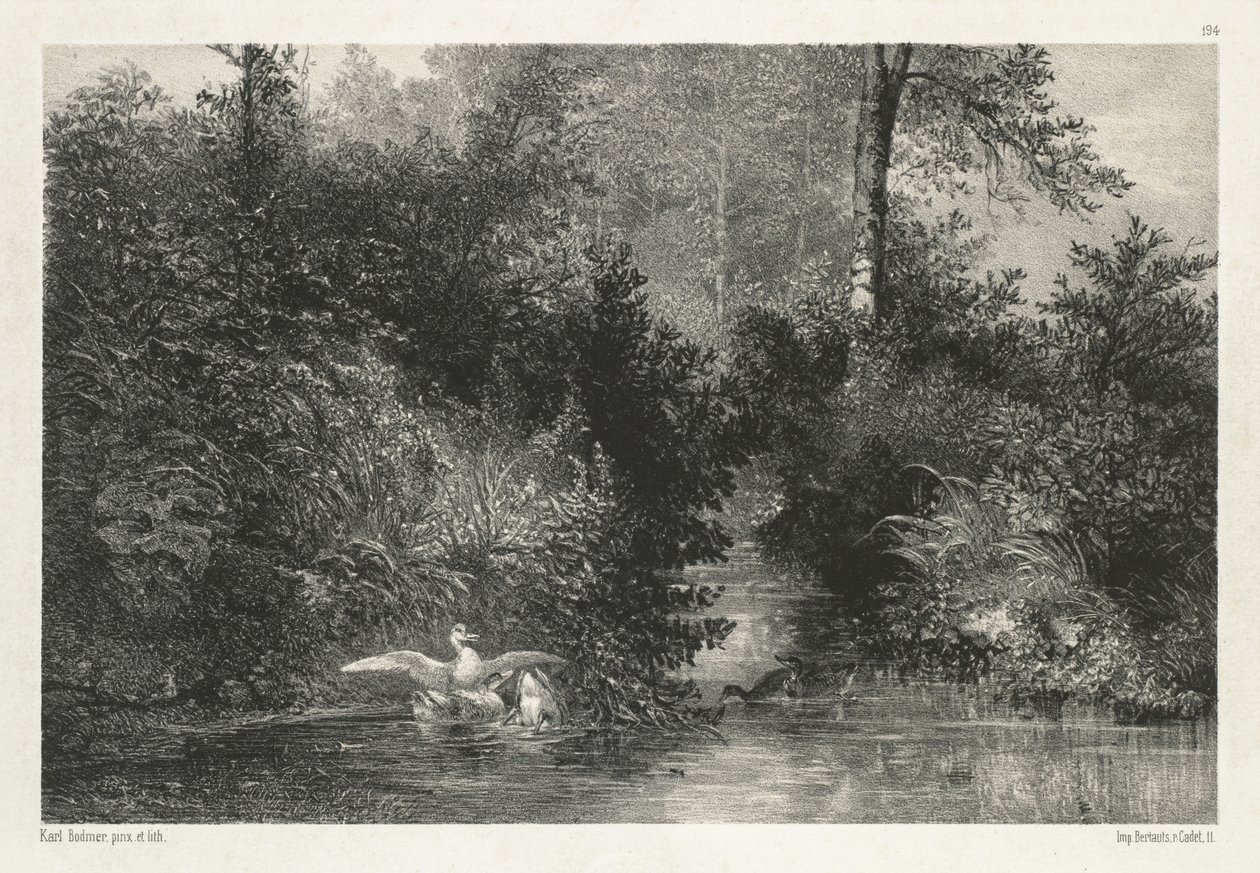 Canards Ducks. de Karl Bodmer